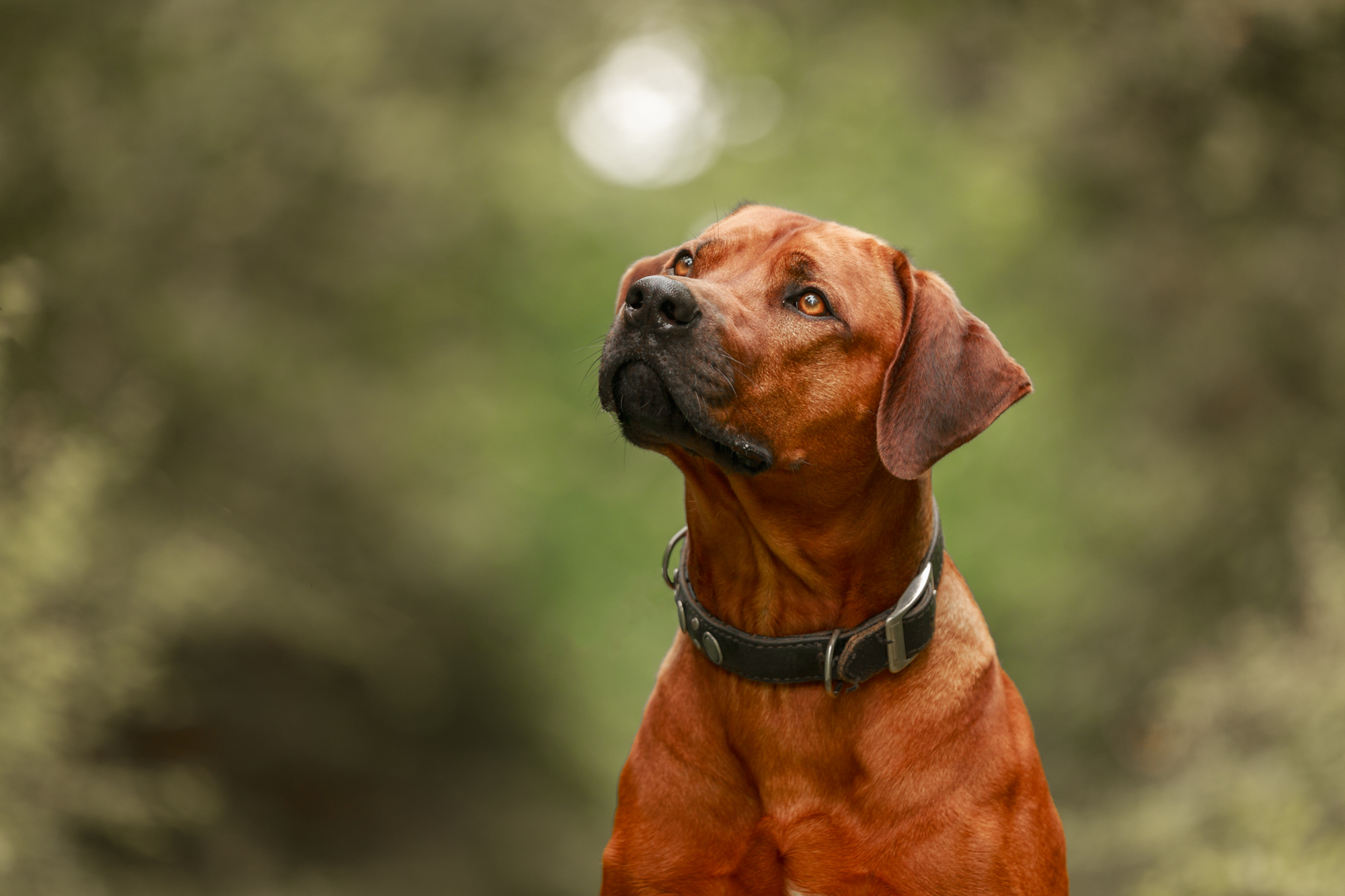 Kop Rhodesian Ridgeback van voren gezien tijdens hondentraining in Arnhem