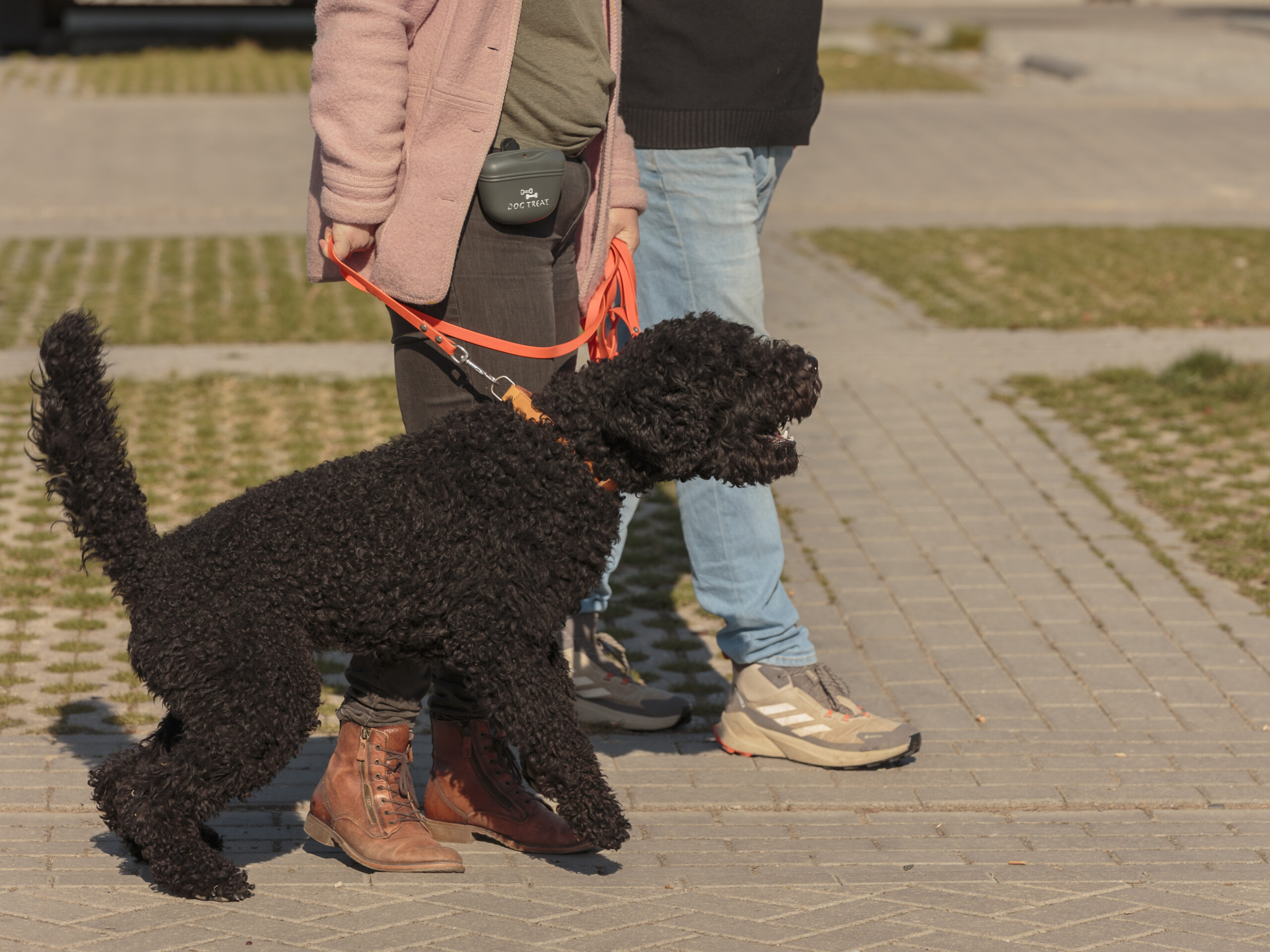 Zwarte hond valt uit