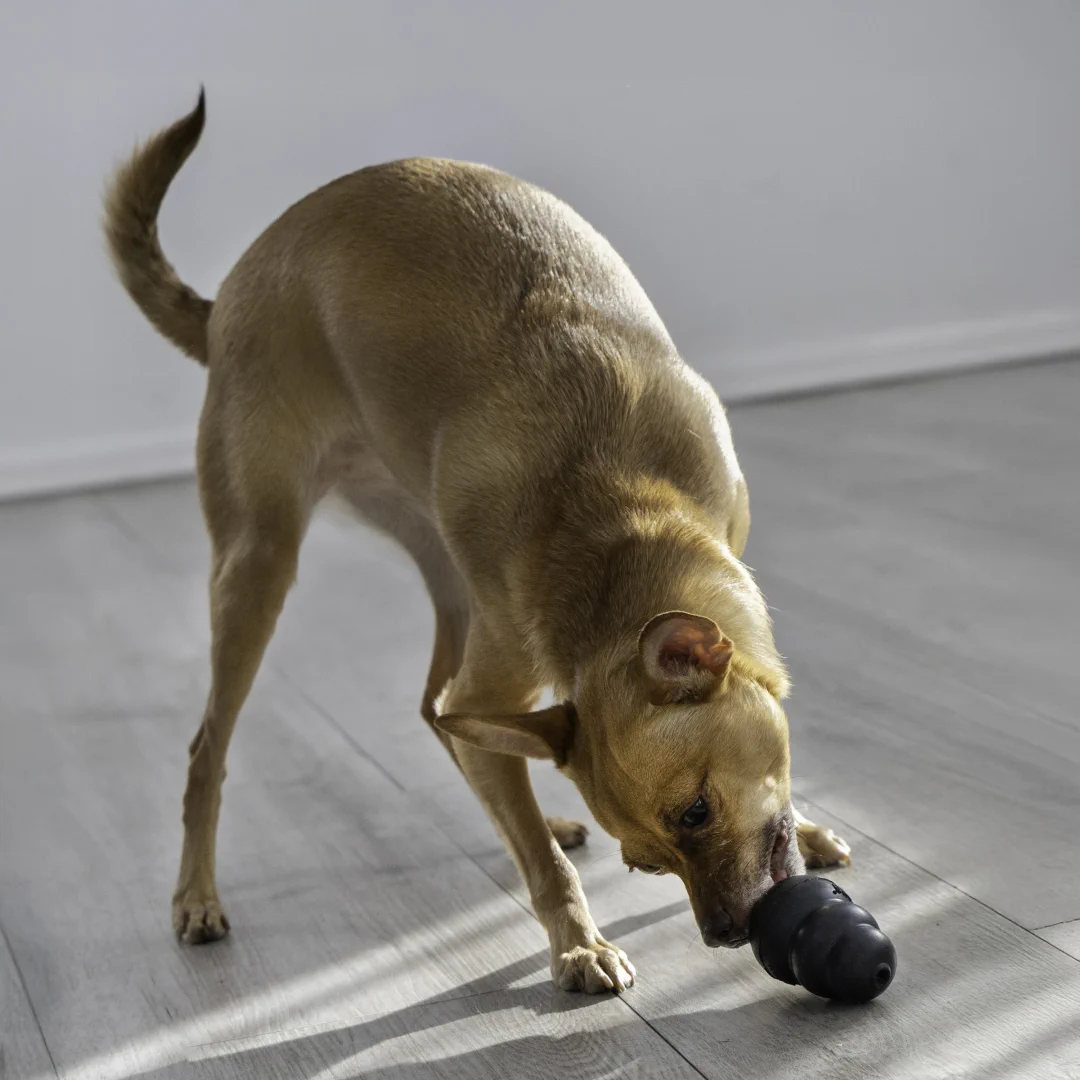 KONG Extreme • snackbal rubber zwart • S - Afbeelding 5